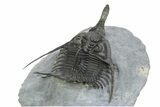 Spiny Psychopyge Trilobite - Short Snout Variant #350465-3